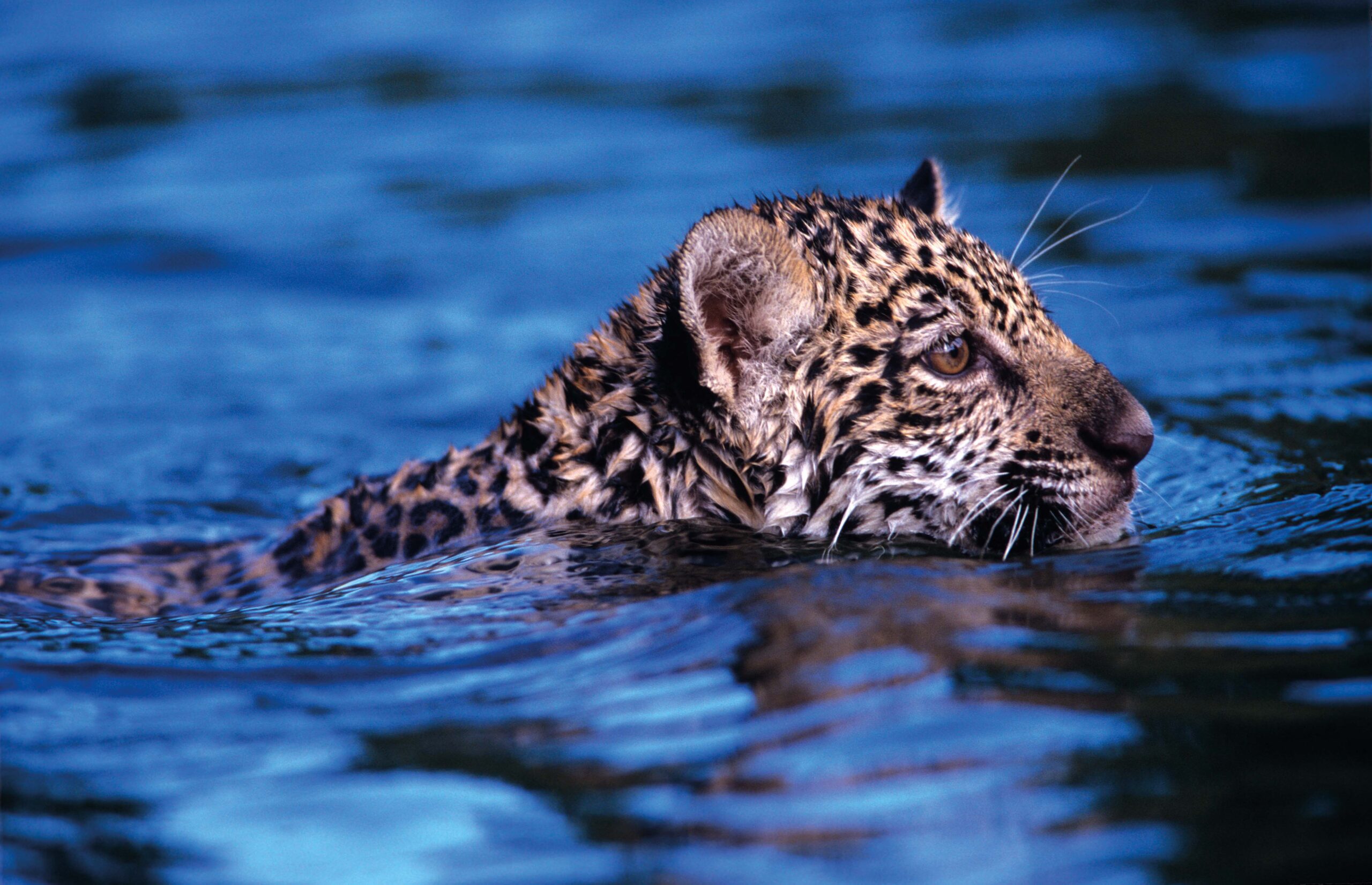 The Jaguar - Popular Places Suriname